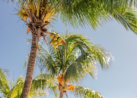 mauricius-hotel-cocotiers-hotel-mauritius-084.jpg